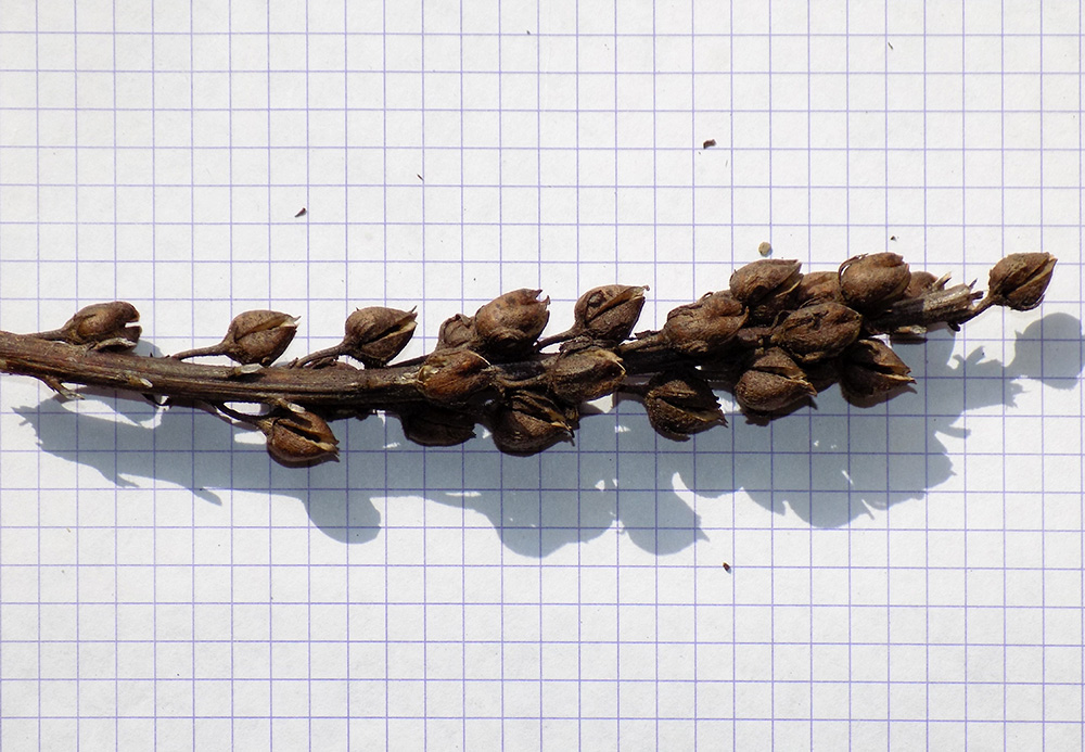 Image of Verbascum spectabile specimen.