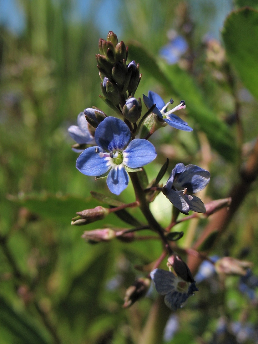 Image of Veronica beccabunga specimen.