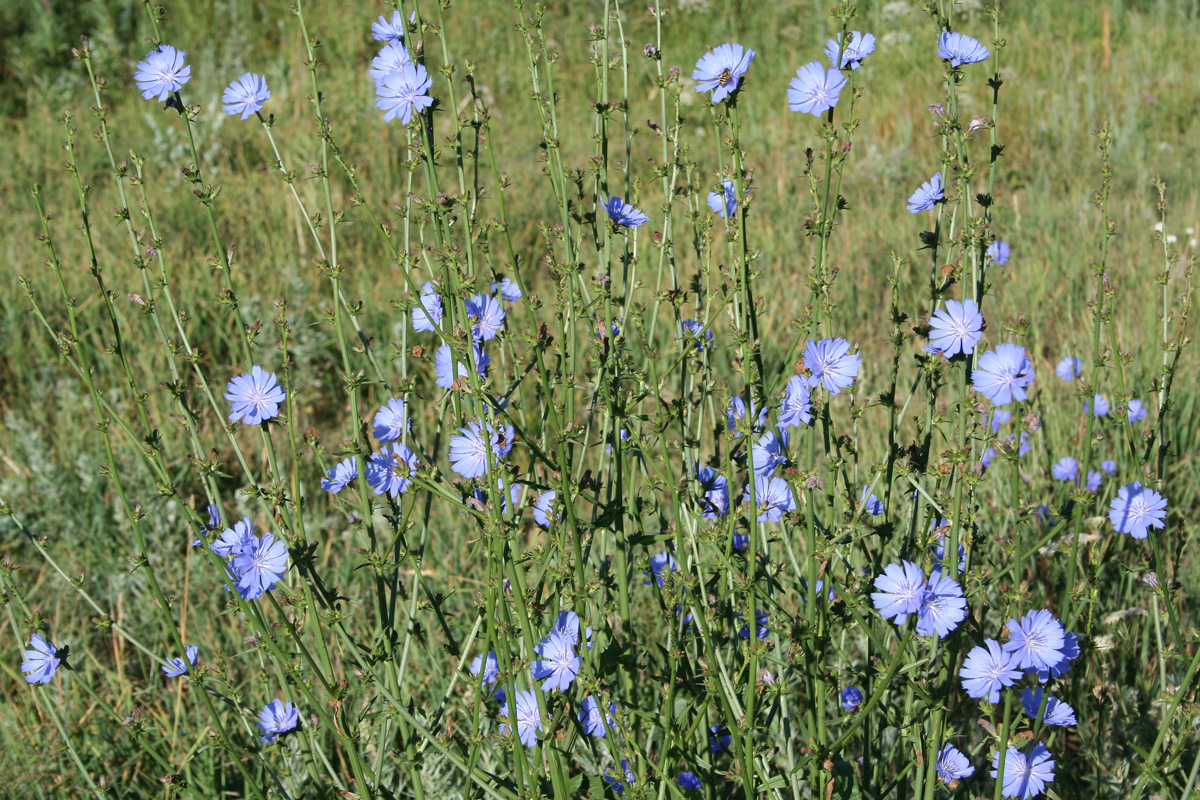 Image of Cichorium intybus specimen.