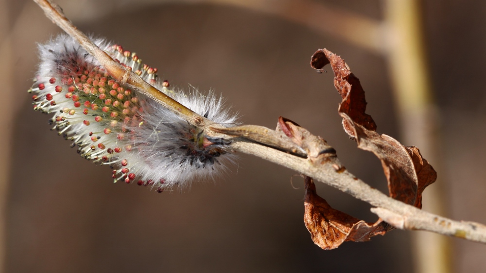 Изображение особи Salix gracilistyla.