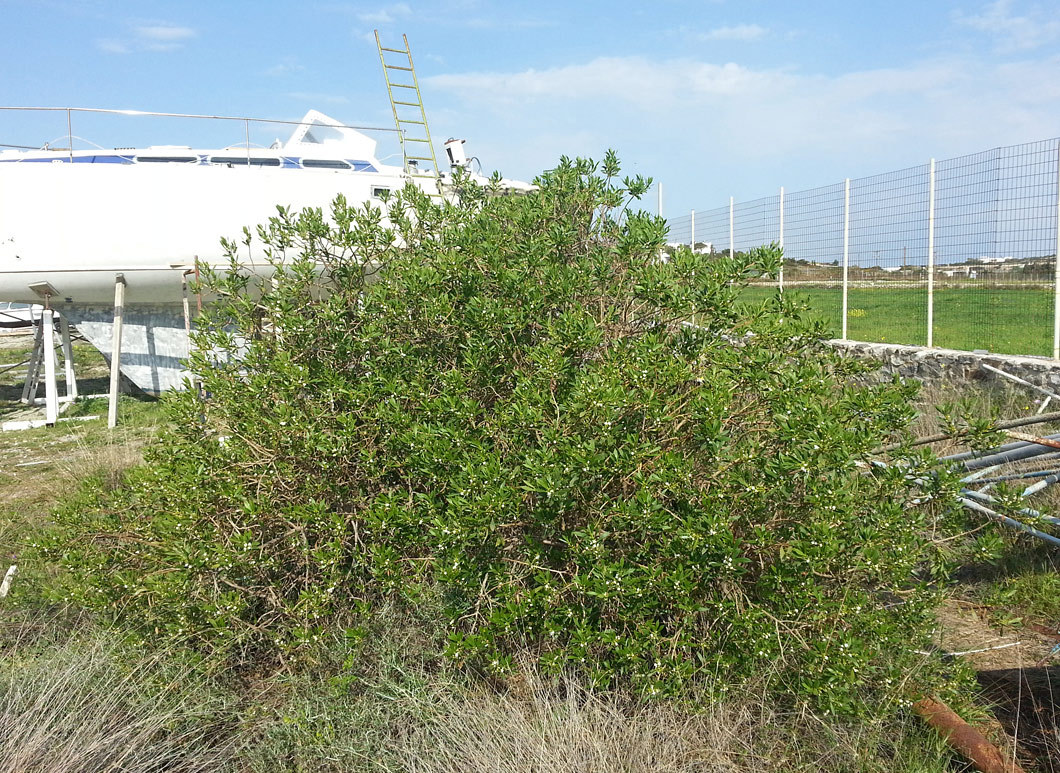 Изображение особи Myoporum acuminatum.