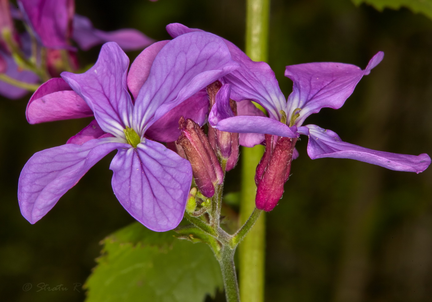Изображение особи Lunaria annua.