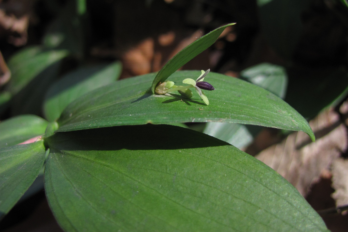 Image of Ruscus hypoglossum specimen.