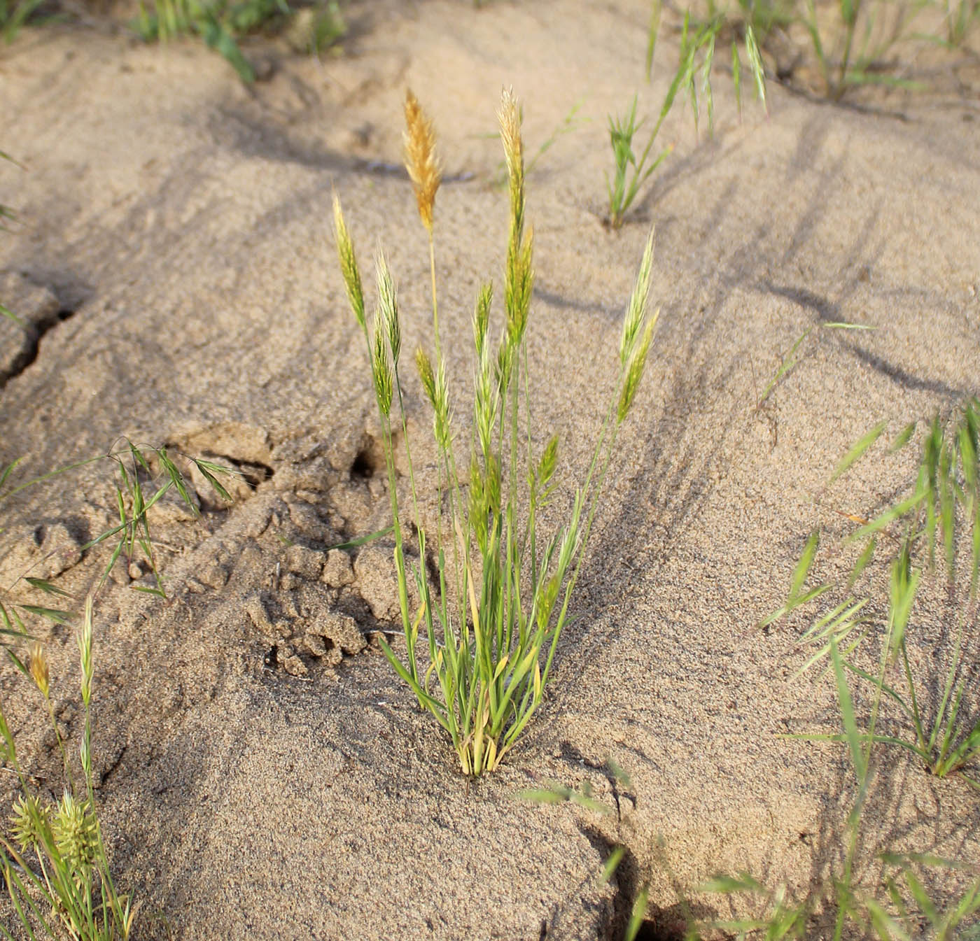 Изображение особи Trisetaria cavanillesii.