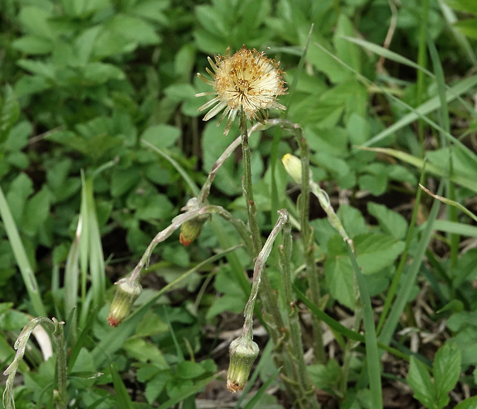 Image of Tussilago farfara specimen.