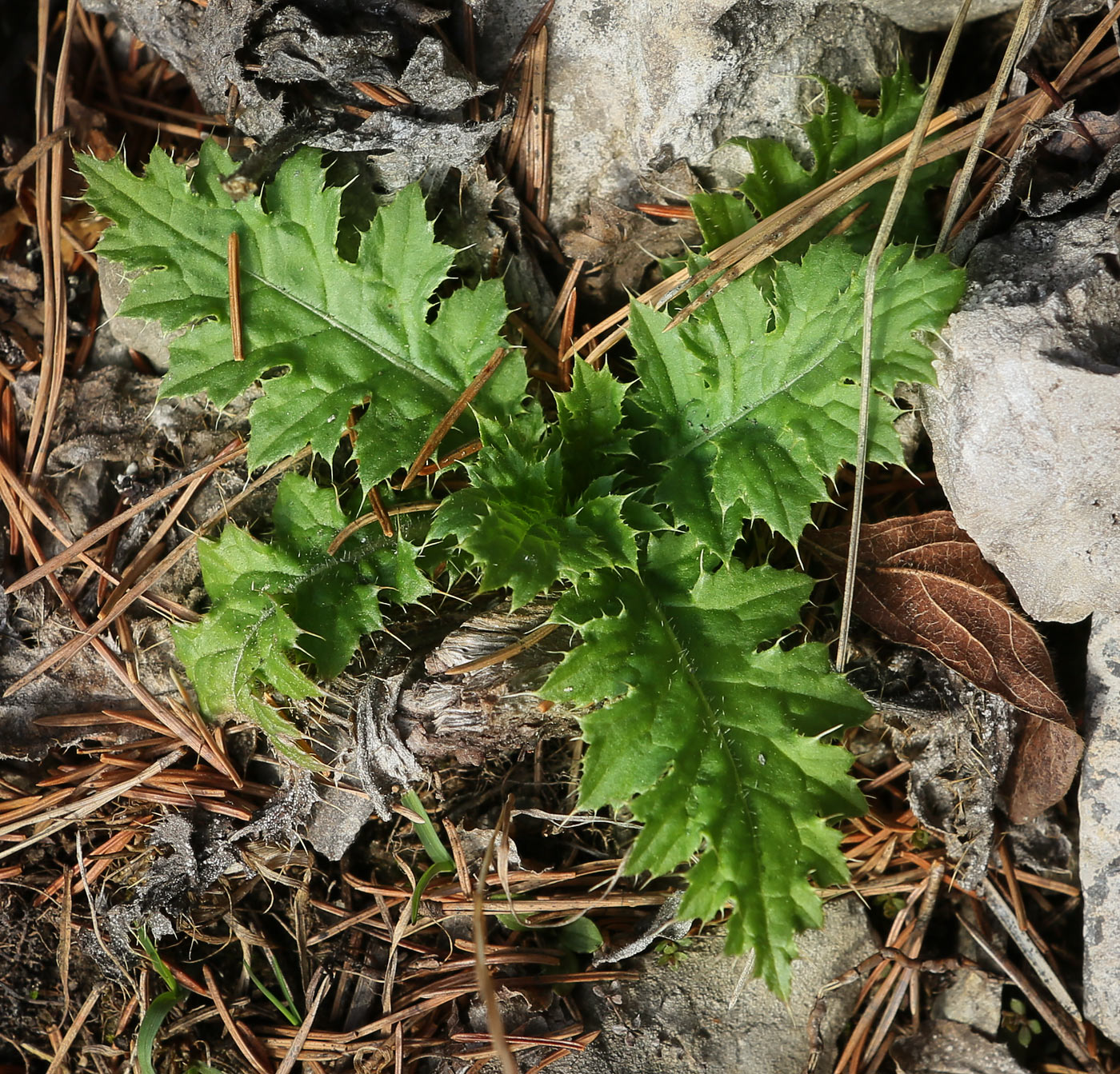 Изображение особи Carduus crispus.