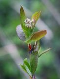 × Sorbaronia mitschurinii