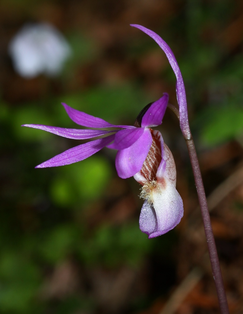 Image of Calypso bulbosa specimen.