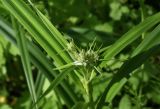 Scirpus sylvaticus