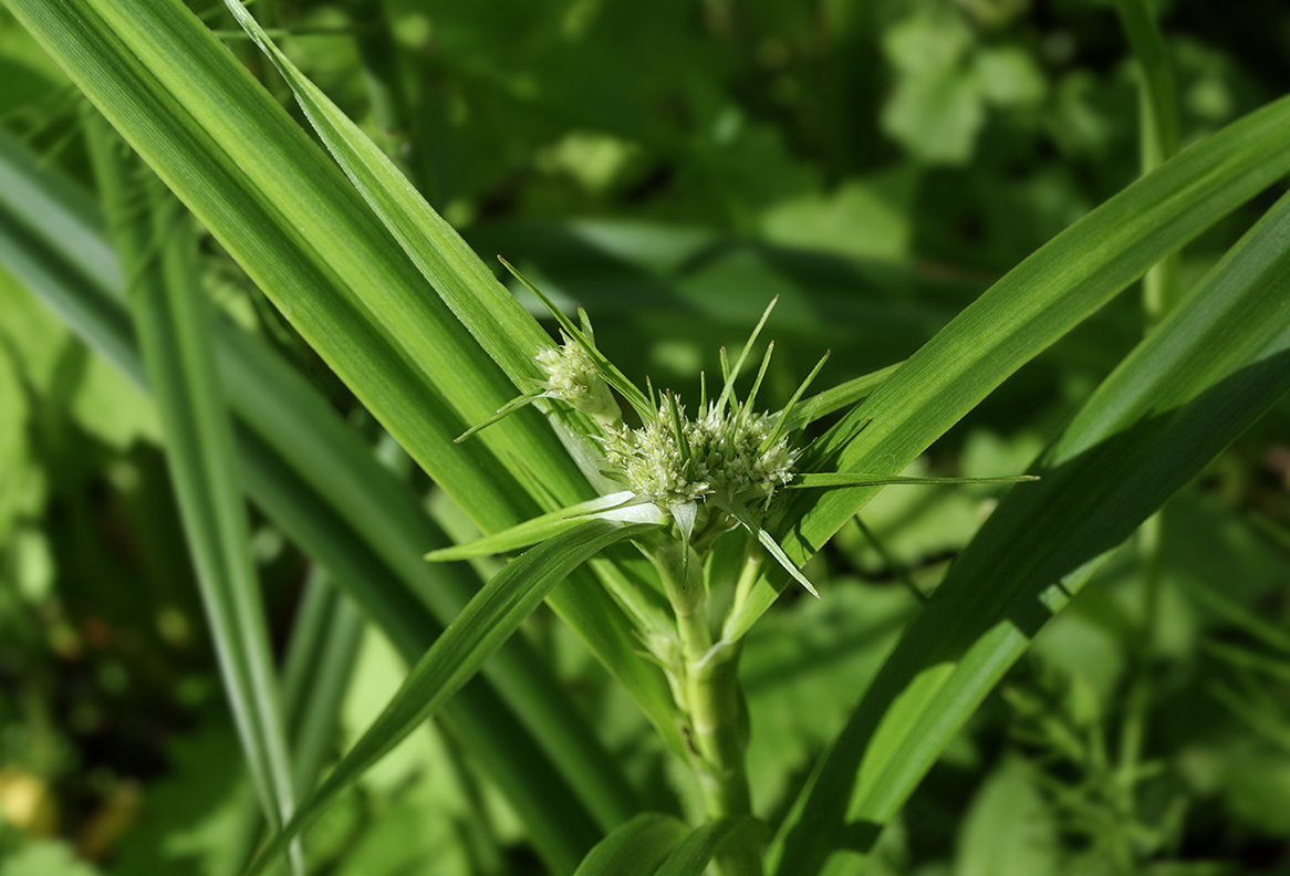 Image of Scirpus sylvaticus specimen.