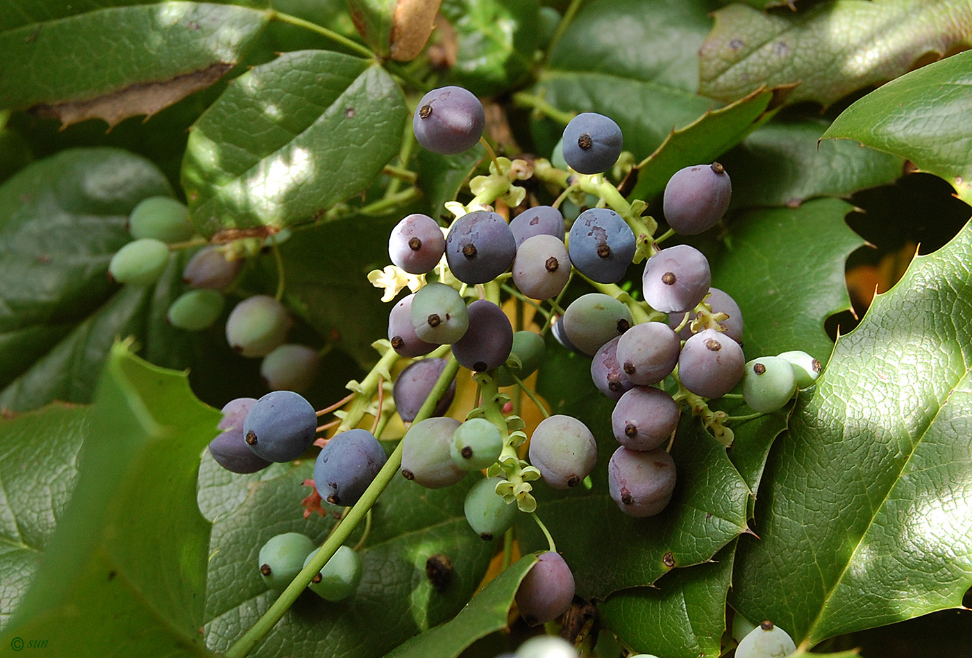 Image of Mahonia aquifolium specimen.