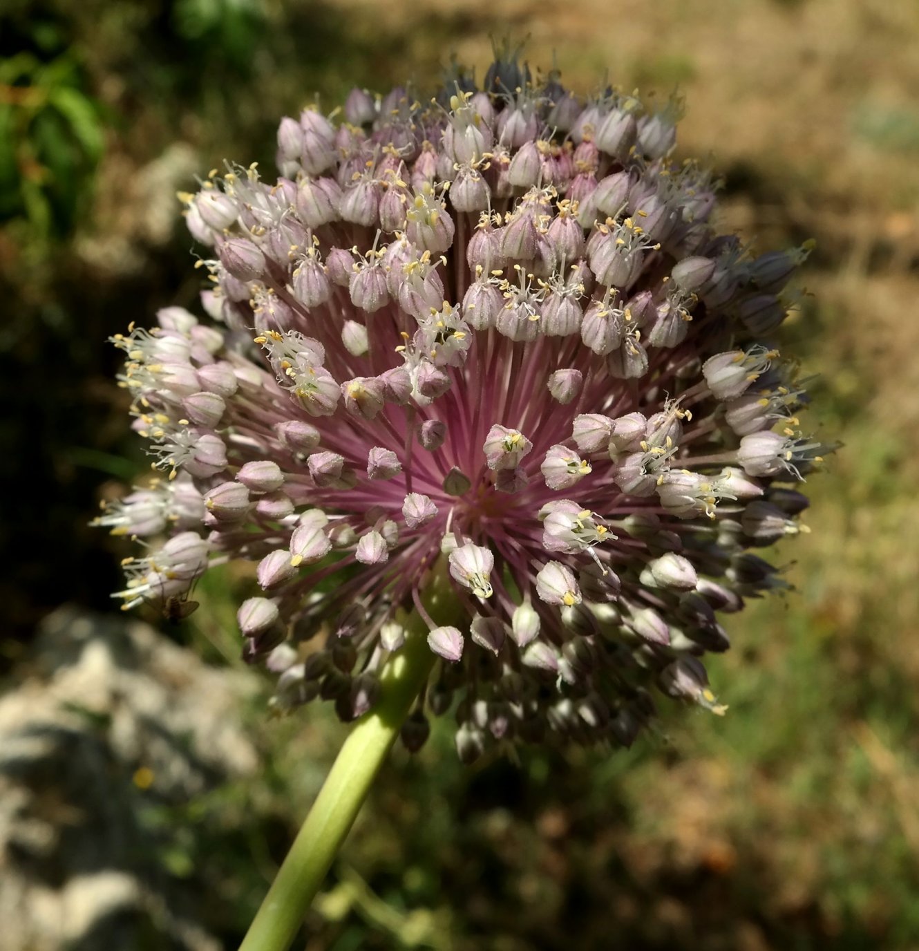 Изображение особи Allium ampeloprasum.