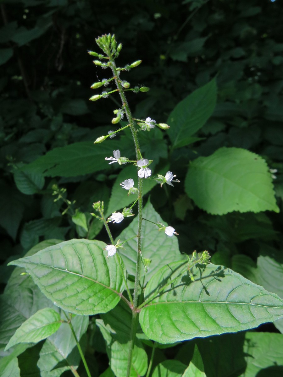 Изображение особи Circaea lutetiana.