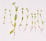 Valerianella coronata