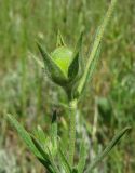 Helianthemum lasiocarpum. Верхушка побега с незрелым плодом. Крым, Карадагский заповедник, пожарная тропа. 19 мая 2017 г.