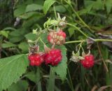 Rubus idaeus. Верхушка побега с плодами. Алтайский край, г. Барнаул, окр. пос. Южный, просека в ленточном бору из Pinus sylvestris. 9 августа 2017 г.