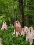 Aquilegia vulgaris. Верхушка побега с цветками и плодом. Московская обл., Дмитровский р-н, берег канала им. Москвы, опушка смешанного леса. 05.07.2017.