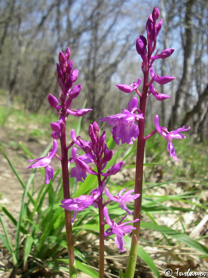 Изображение особи Orchis mascula.