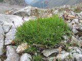 Campanula biebersteiniana. Плодоносящее растение. Кабардино-Балкария, Эльбрусский р-н, долина р. Адылсу, окр. ледн. Башкара, ок. 2650 м н.у.м., каменистое место. 23.08.2017.