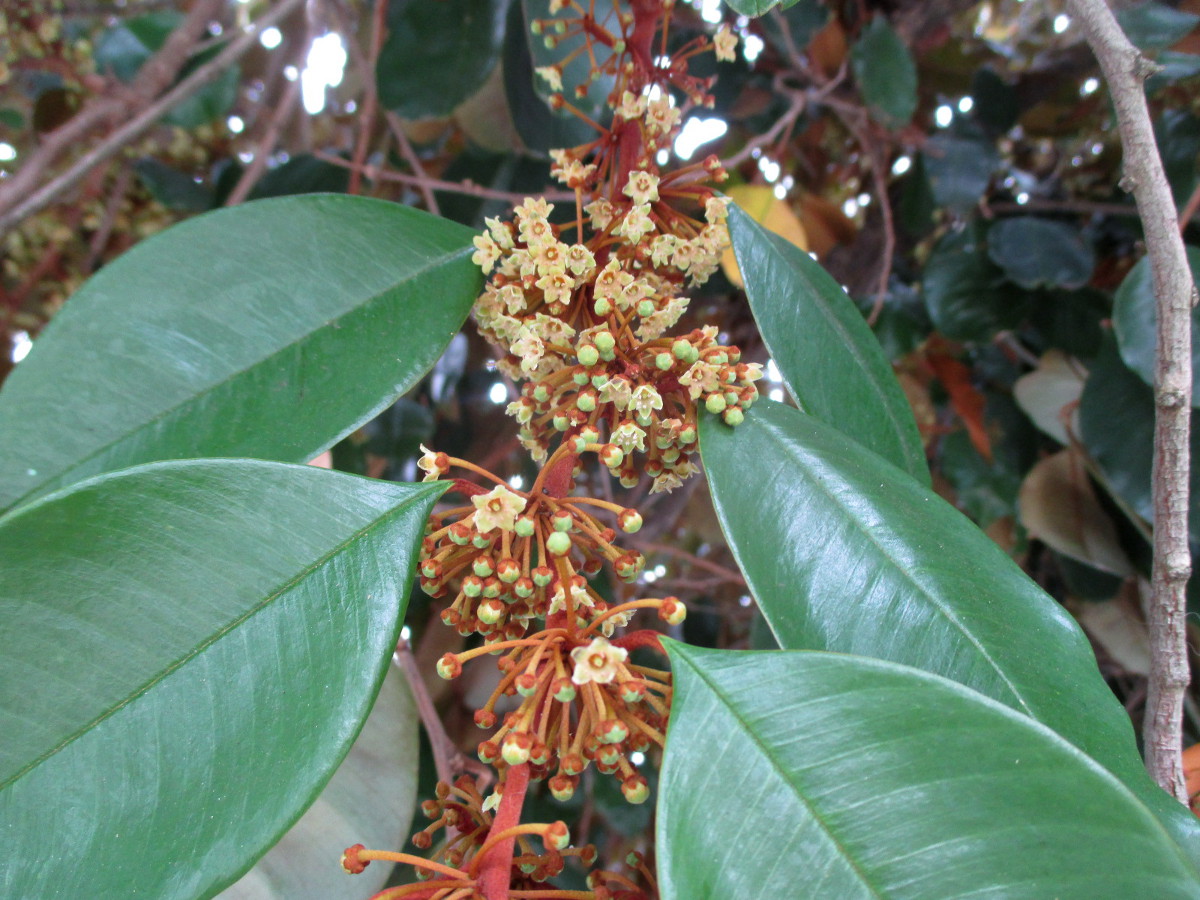 Image of Chrysophyllum cainito specimen.