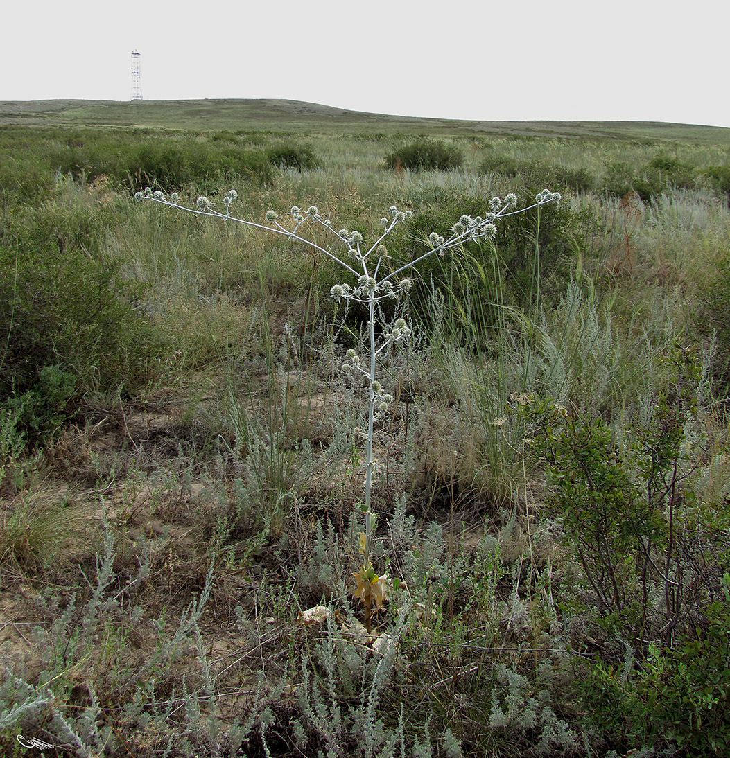 Image of Eryngium macrocalyx specimen.