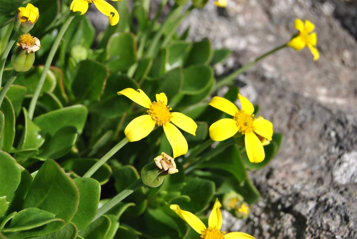 Image of Othonna arborescens specimen.