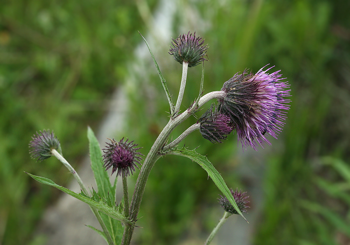 Image of Cirsium kamtschaticum specimen.