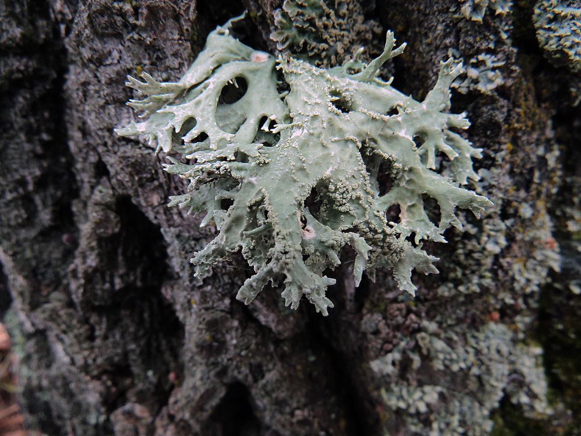 Изображение особи Evernia prunastri.