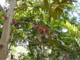 Syzygium versteegii. Ствол и ветви с соцветиями. Австралия, г. Брисбен, ботанический сад. 12.11.2017.