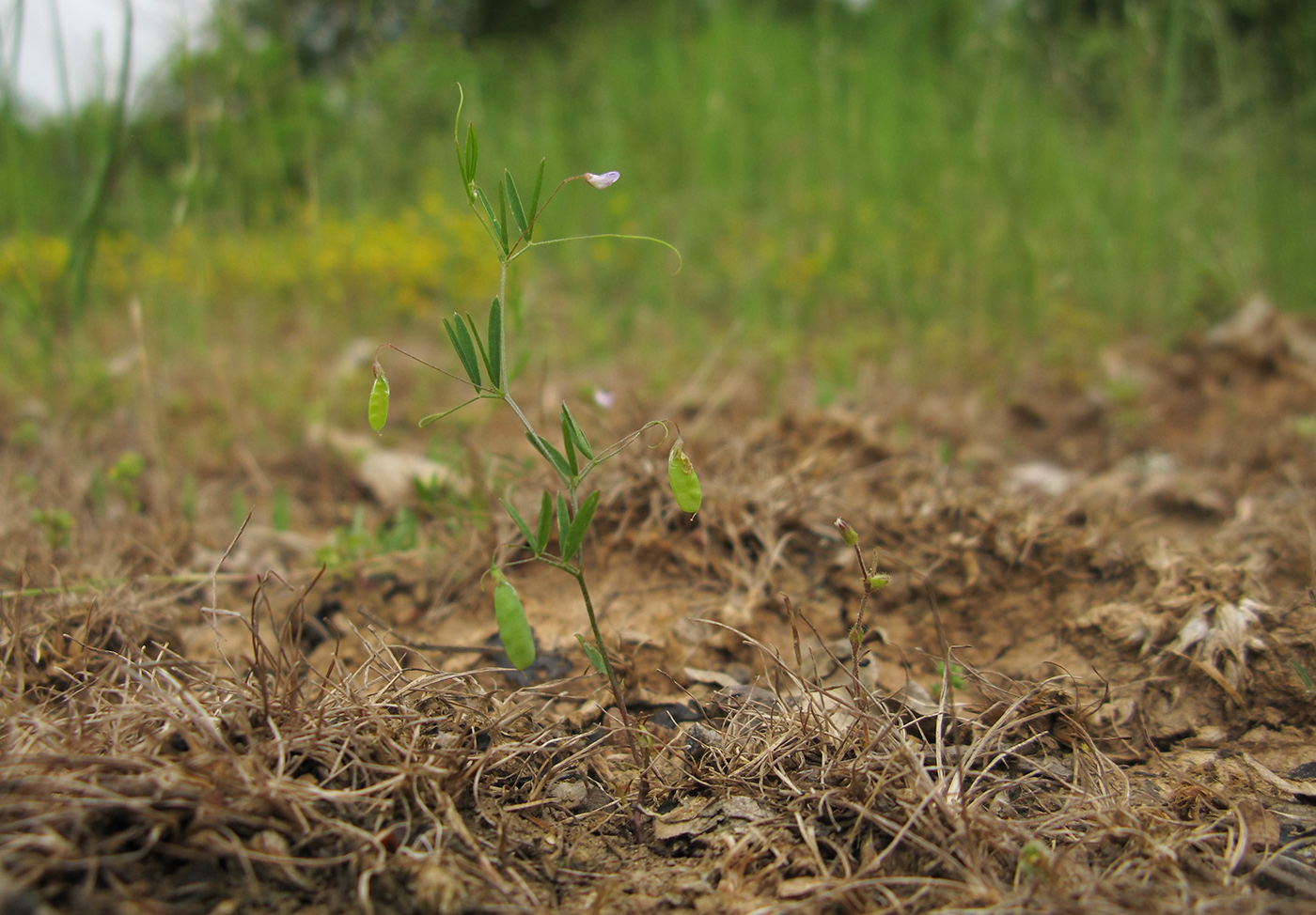 Image of Vicia tetrasperma specimen.