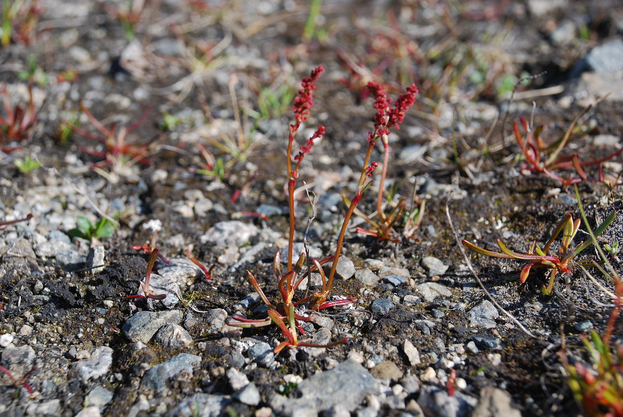 Изображение особи Rumex beringensis.