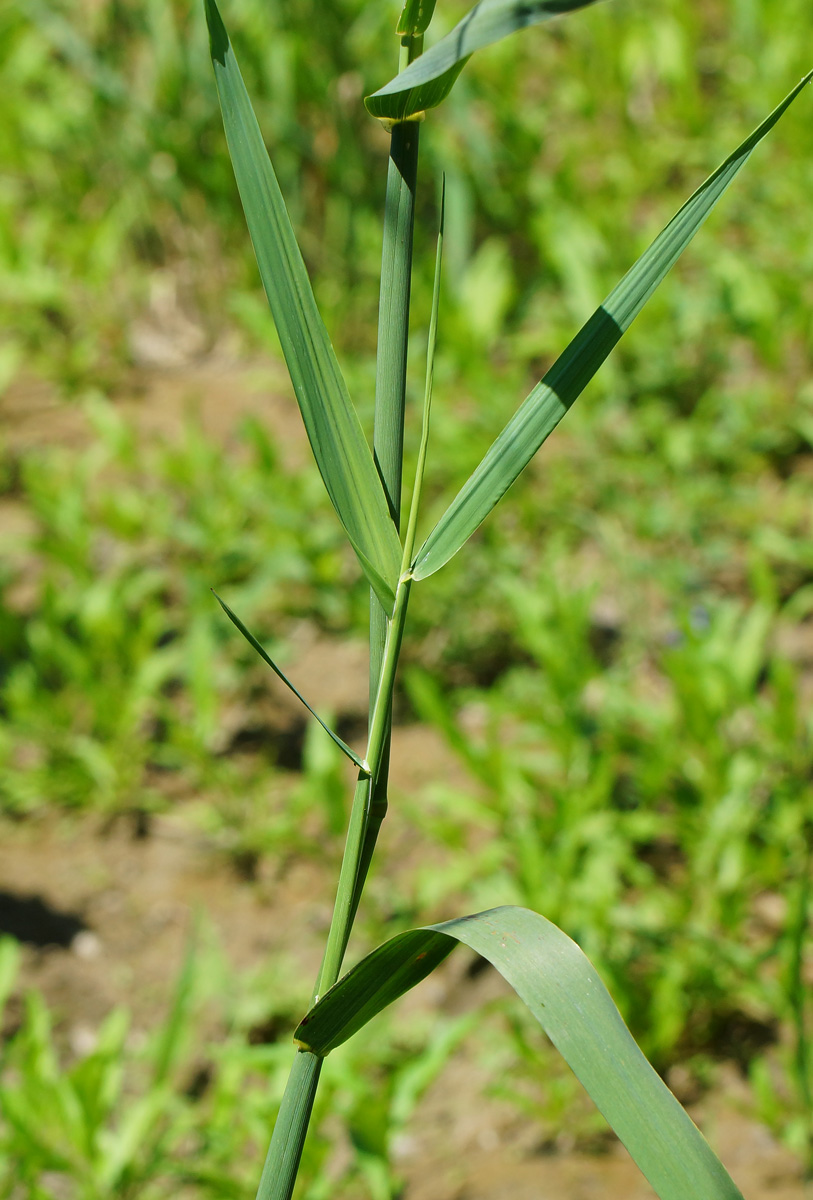 Изображение особи Phalaroides arundinacea.