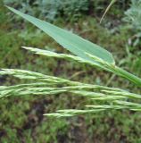 Festuca regeliana