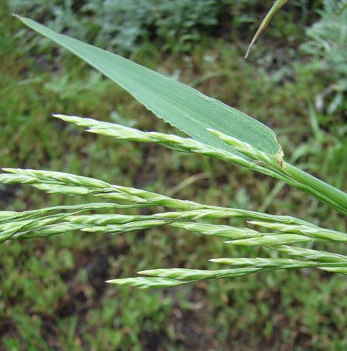 Изображение особи Festuca regeliana.