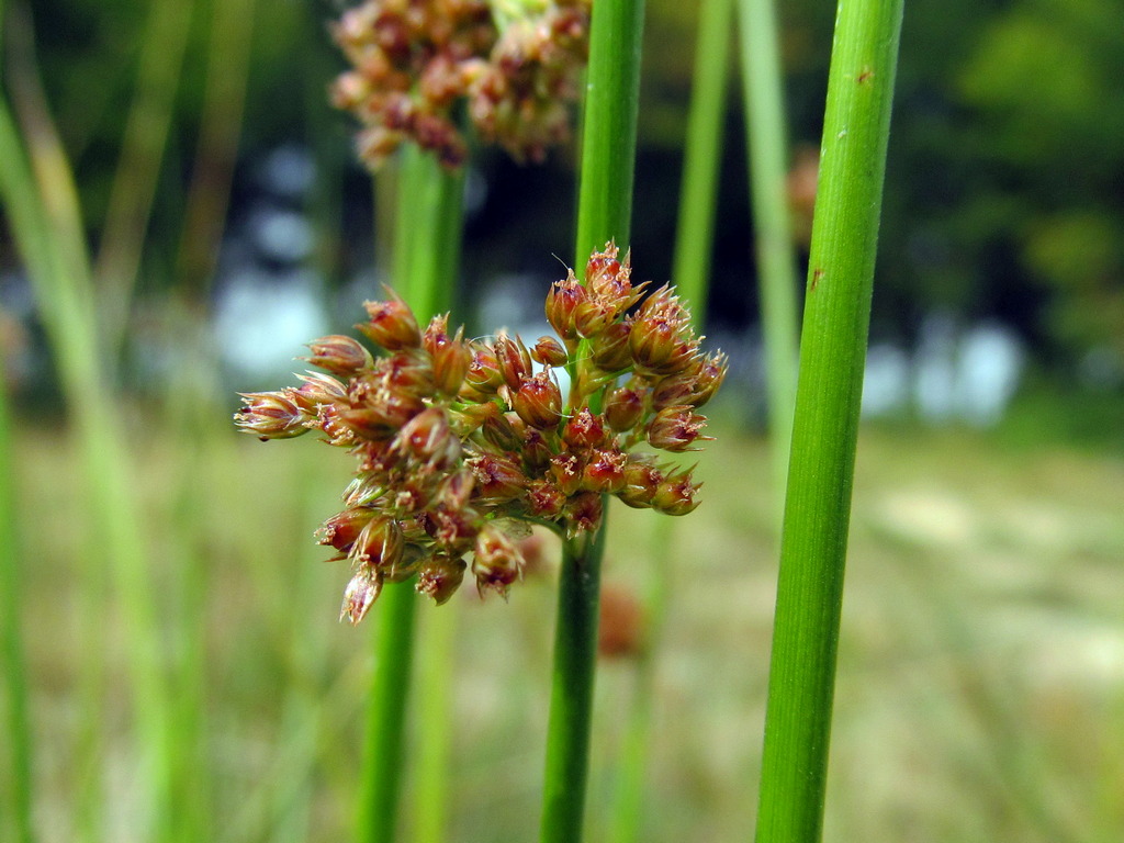 Изображение особи Juncus effusus.