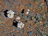 Smelowskia alba