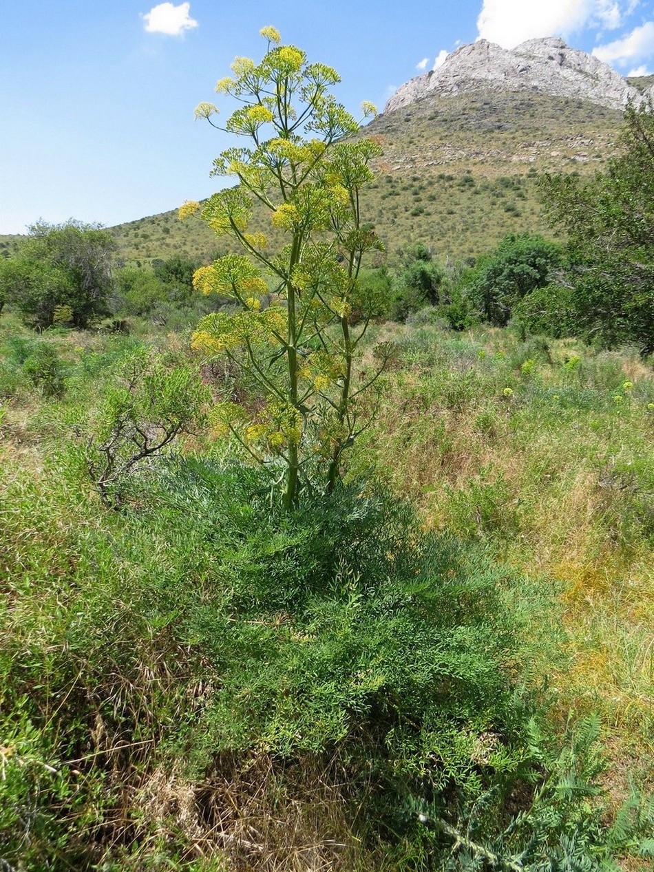 Image of Ferula penninervis specimen.