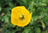 Papaver microcarpum