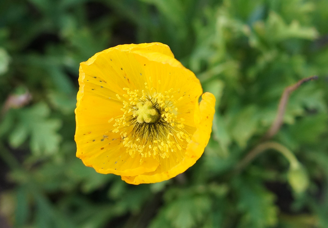 Image of Papaver microcarpum specimen.