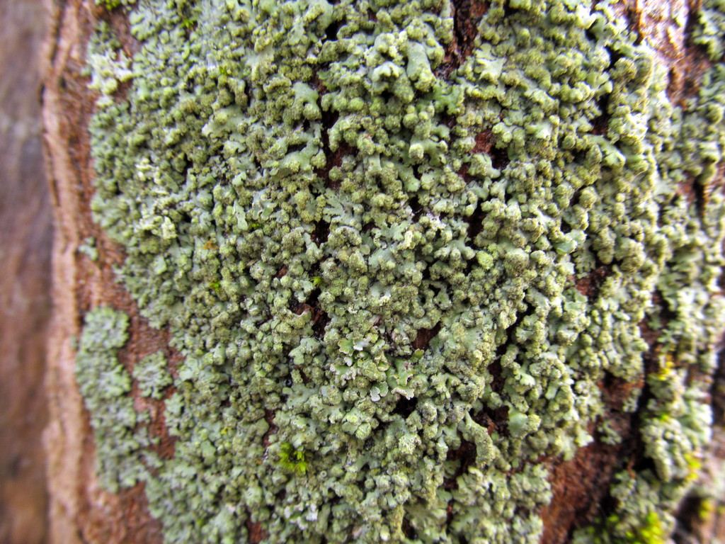 Image of Phaeophyscia orbicularis specimen.