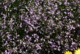 Limonium myrianthum