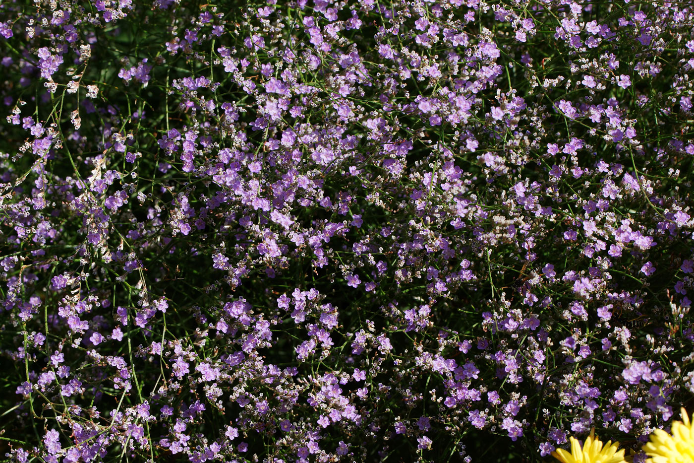 Изображение особи Limonium myrianthum.