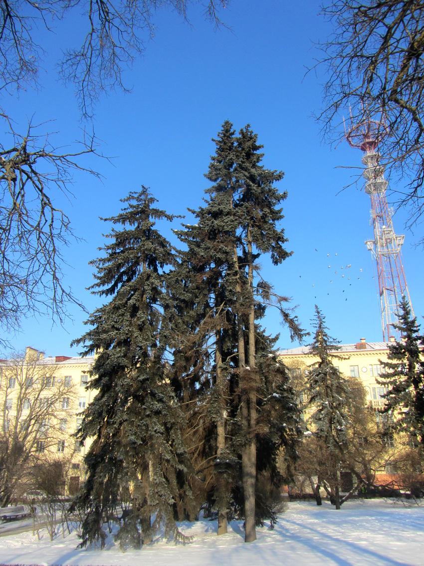 Image of Picea pungens f. glauca specimen.