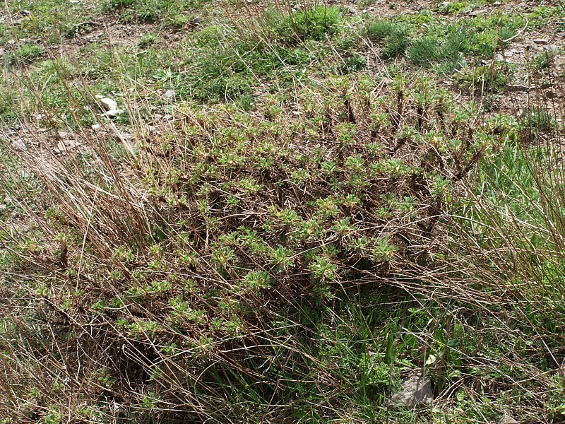 Image of Astragalus denudatus specimen.