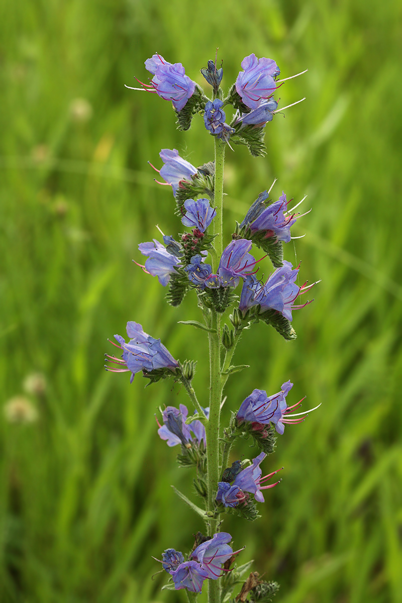 Изображение особи Echium vulgare.