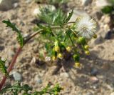 Senecio vulgaris. Верхушка побега с соцветиями и соплодием. Магаданская обл., окр. г. Магадан, побережье бухты Гертнера, каменистый приморский склон. 12.08.2017.