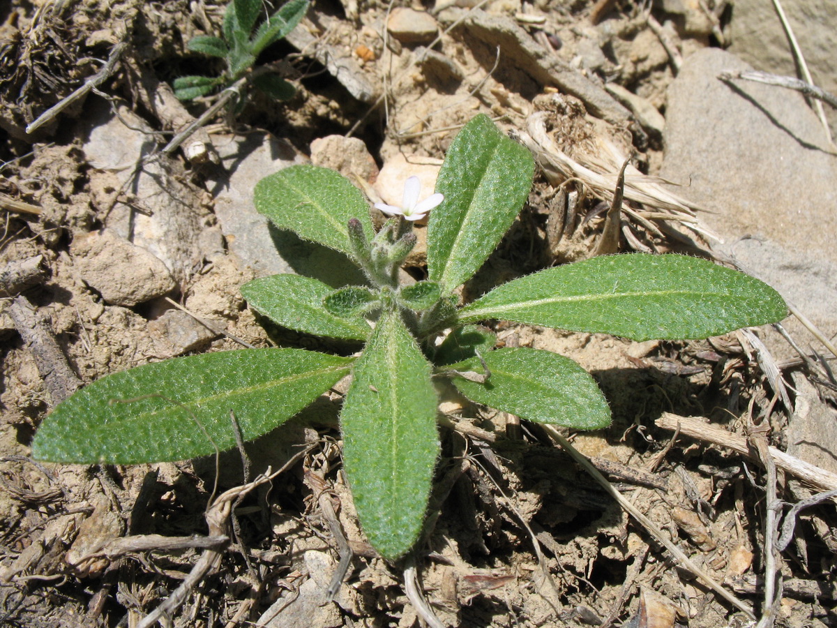 Изображение особи Strigosella trichocarpa.