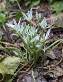 genus Ornithogalum. Цветущие растения. Испания, автономное сообщество Каталония, провинция Жирона, комарка Ла-Гарроча, подр-н (субкомарка) де Олот, муниципалитет Санта-Пау, опушка букового леса Фажеда д’эн Жорда. 14.05.2017.