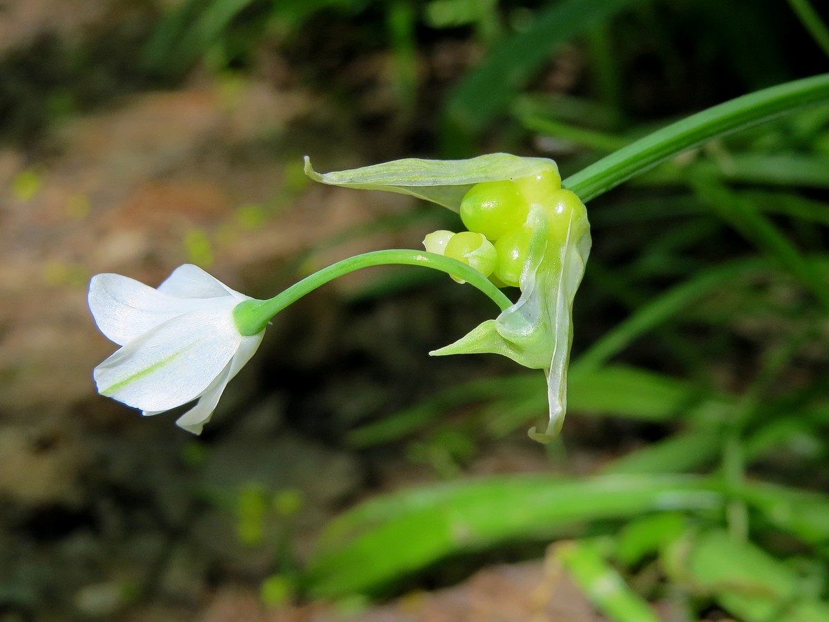 Изображение особи Allium paradoxum.