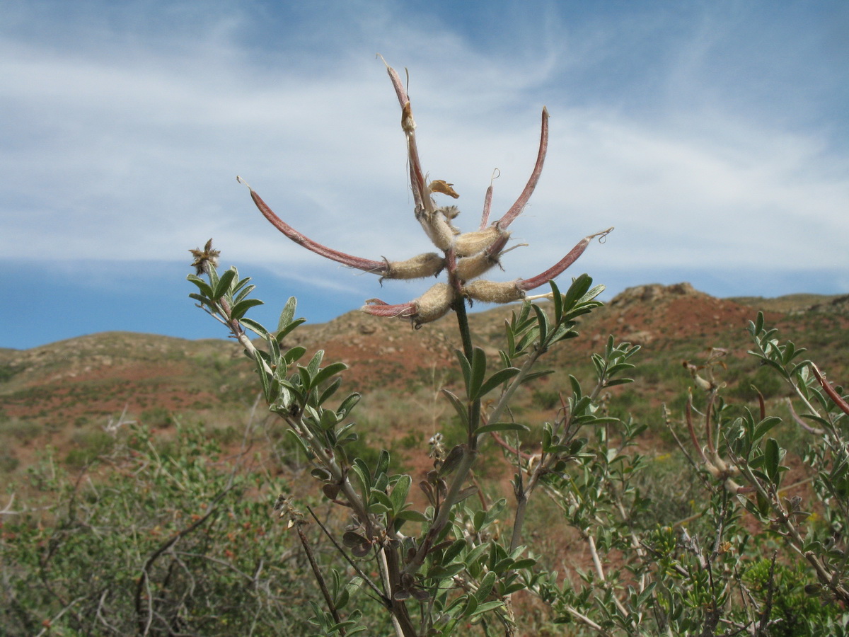 Изображение особи Astragalus aulieatensis.